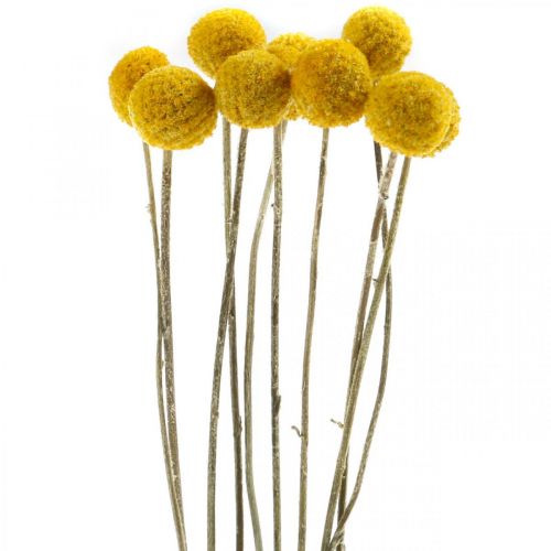 Floristik24 Craspedia Suszone Kwiaty Podudzia Żółte 70cm 10 szt
