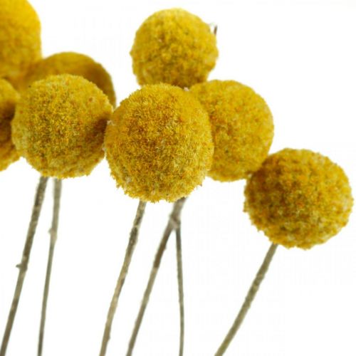 Produkt Craspedia Suszone Kwiaty Podudzia Żółte 70cm 10 szt