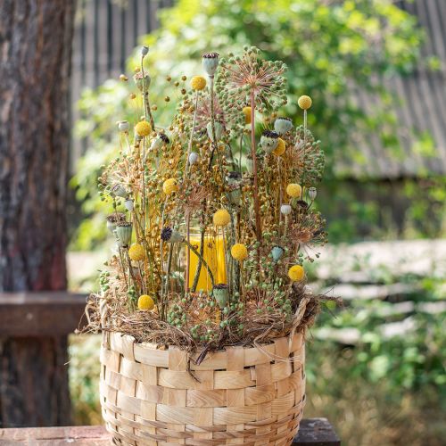 Produkt Craspedia Suszone Kwiaty Podudzia Żółte 70cm 10 szt