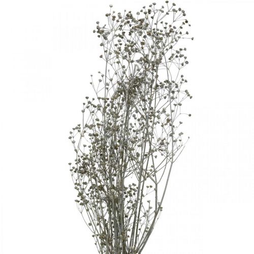 Produkt Suszony kwiat Massasa z bielonymi gałązkami ozdobnymi 50-55cm pęczek po 6 sztuk
