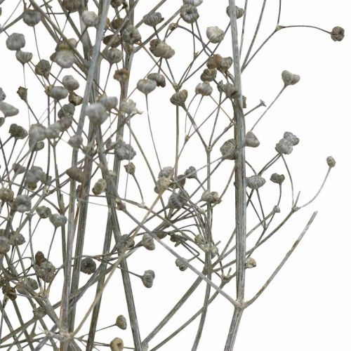 Produkt Suszony kwiat Massasa z bielonymi gałązkami ozdobnymi 50-55cm pęczek po 6 sztuk