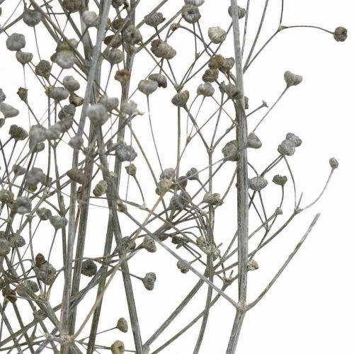 Produkt Suszony kwiat Massasa bielone gałązki ozdobne 50-55cm pęczek 6 szt