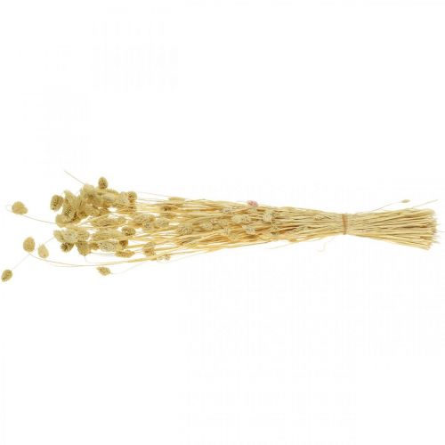 Floristik24 Suszony kwiat Phalaris, pęczek trawy ozdobnej, florystyka sucha, natura boho, bielona dł.55cm 100g