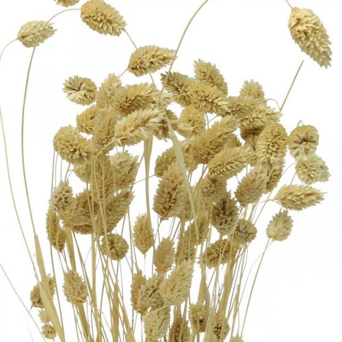 Floristik24 Suszony kwiat Phalaris, pęczek trawy ozdobnej, florystyka sucha, natura boho, bielona dł.55cm 100g