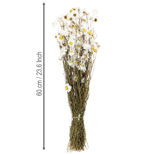 Produkt Suszone kwiaty Acroclinium, białe kwiaty, kompozycja z suszonych kwiatów, 60 cm, 80 g