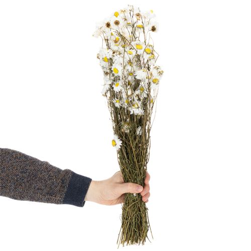 Produkt Suszone kwiaty Acroclinium, białe kwiaty, kompozycja z suszonych kwiatów, 60 cm, 80 g