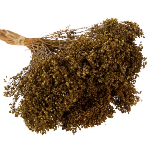 Produkt Suszone kwiaty Broom Bloom Oliwkowo-zielony 160g 48cm