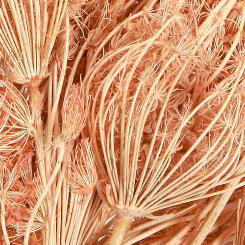 Produkt Dekoracja z suszonych kwiatów kopru włoskiego L50cm Ø4-5cm 100g