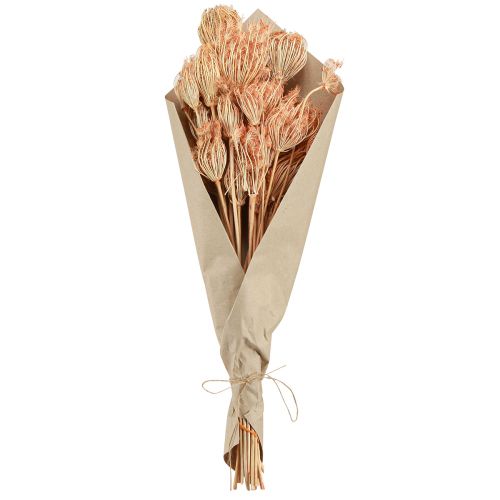 Produkt Dekoracja z suszonych kwiatów kopru włoskiego L50cm Ø4-5cm 100g