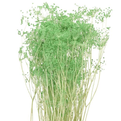 Suszone kwiaty Umbellifera Green 70-80cm 150g