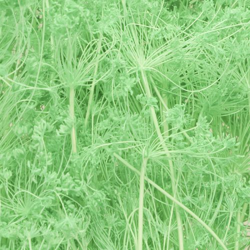 Produkt Suszone kwiaty Umbellifera Green 70-80cm 150g