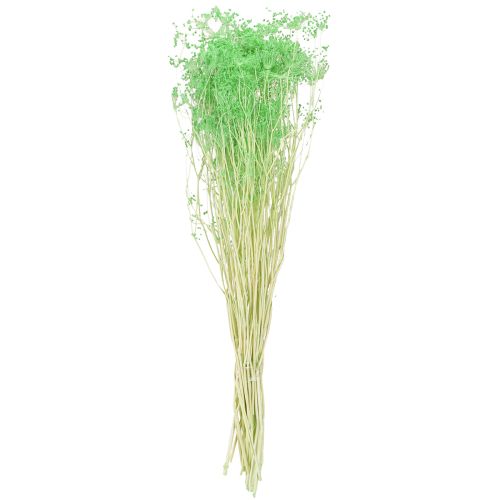 Produkt Suszone kwiaty Umbellifera Green 70-80cm 150g