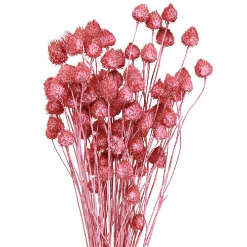 Produkt Kwiaty suszone oset różowy suszony oset truskawkowy barwiony 50cm 100g
