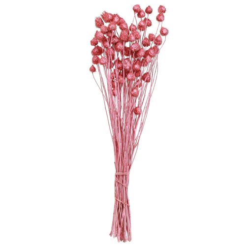 Produkt Kwiaty suszone oset różowy suszony oset truskawkowy barwiony 50cm 100g