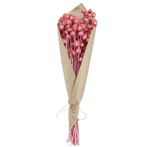 Produkt Kwiaty suszone oset różowy suszony oset truskawkowy barwiony 50cm 100g