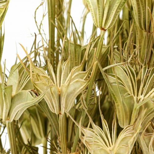 Floristik24 Suszone kwiaty czarnuszki dekoracja natura Nigella 50cm 75g