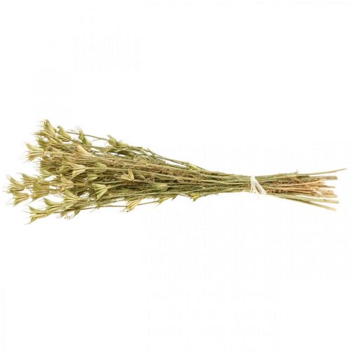 Floristik24 Suszone kwiaty czarnuszki dekoracja natura Nigella 50cm 75g