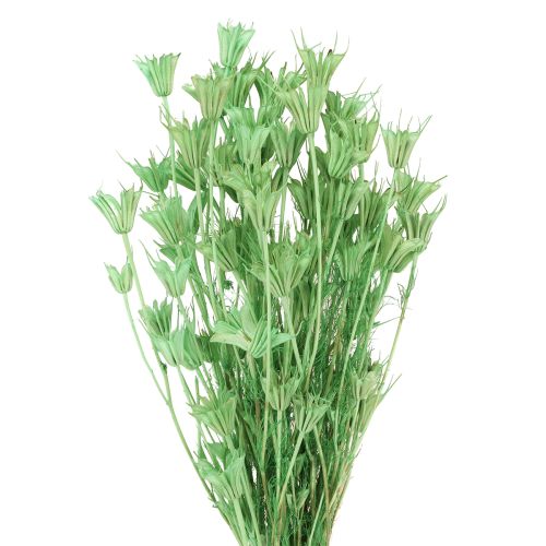 Floristik24 Suszone kwiaty czarnuszki zielonej 50cm 100g