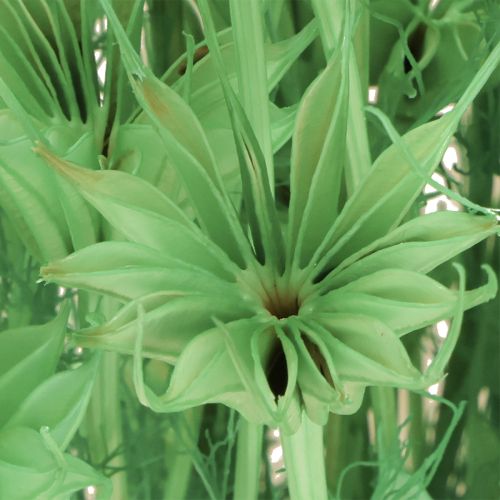 Produkt Suszone kwiaty czarnuszki zielonej 50cm 100g