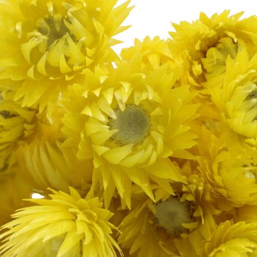 Produkt Suszone kwiaty kwiaty czapkowe żółte kwiaty słomkowe wys. 42cm