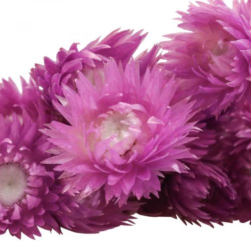 Produkt Suszone kwiaty Kwiaty czapkowe Fioletowe kwiaty słomkowe W42cm