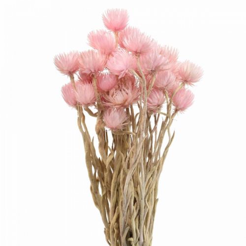 Produkt Suszone kwiaty czapki kwiaty różowe kwiaty słomkowe wys. 42cm