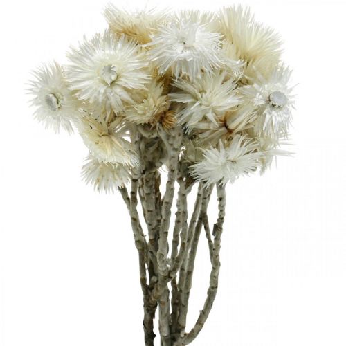 Floristik24 Suszone kwiaty czapkowe kwiaty naturalne białe, kwiaty słomkowe, bukiet suszonych kwiatów W33cm