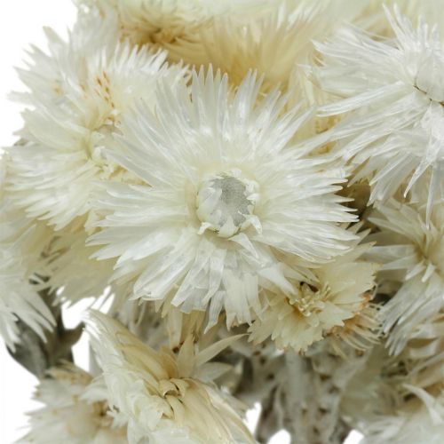 Produkt Suszone kwiaty czapkowe kwiaty naturalne białe, kwiaty słomkowe, bukiet suszonych kwiatów W33cm