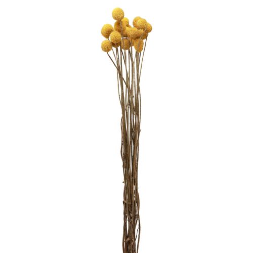 Floristik24 Kwiaty suszone Craspedia suszona, podudzia żółte 50cm 20szt