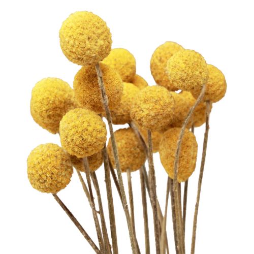 Produkt Kwiaty suszone Craspedia suszona, podudzia żółte 50cm 20szt