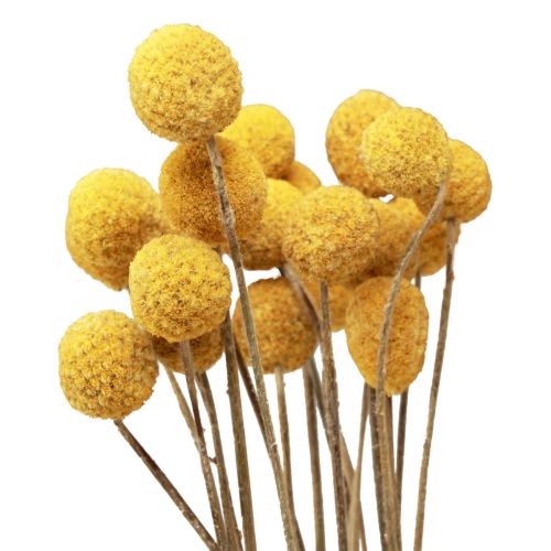 Floristik24 Kwiaty suszone Craspedia suszona, podudzia żółte 50cm 20 szt