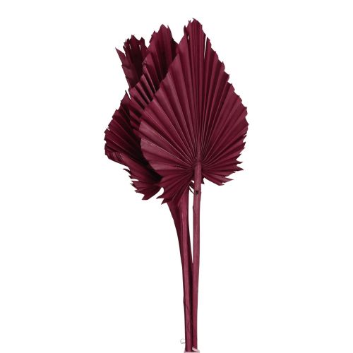 Floristik24 Dekoracja z suszonych kwiatów, palma suszona wino czerwone 37cm 4szt