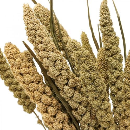 Floristik24 Suszone kwiaty proso ziarna deco sucha florystyka 65cm 100g