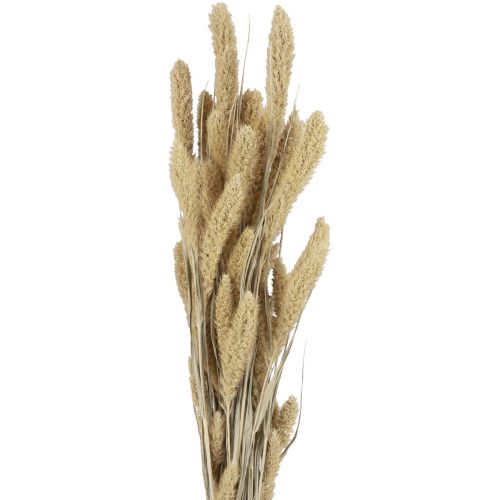 Produkt Suszone kwiaty prosa naturalnego Setaria włosia prosa H40-60cm 60g