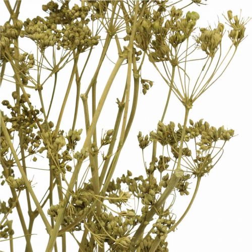 Produkt Suszone kwiaty prawdziwy kminek zielony dekoracja 55cm pęczek 5 szt