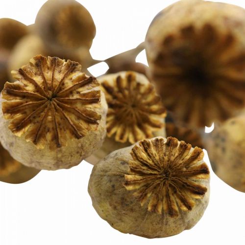 Floristik24 Suszony kwiat maku w kapsułkach żółty papaver deco mak 75g
