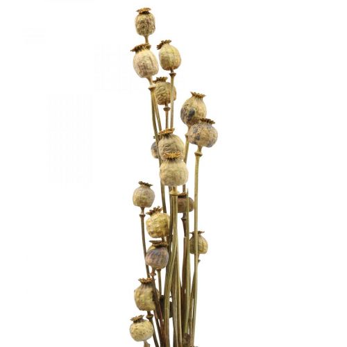 Floristik24 Suszony kwiat maku w kapsułkach żółty papaver deco mak 75g