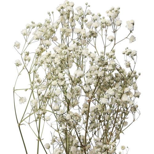 Produkt Kwiaty suszone Gypsophila Gypsophila White 58cm 7g