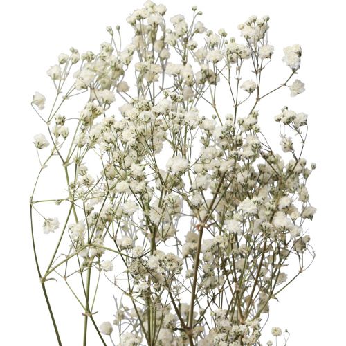 Floristik24 Kwiaty suszone Gypsophila Gypsophila White 58cm 7g