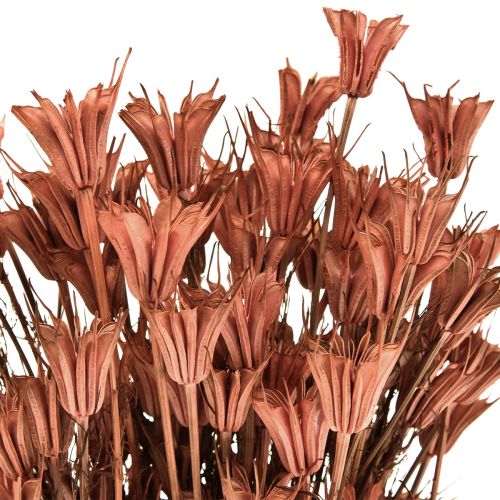 Produkt Suszone kwiaty czarnuszki dekoracja czerwonobrązowa Nigella 40cm 100g