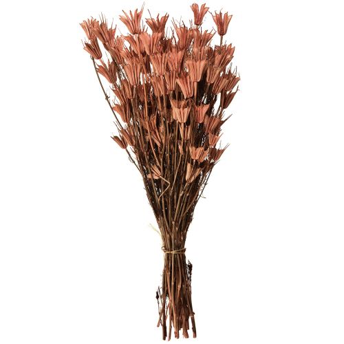 Floristik24 Suszone kwiaty czarnuszki dekoracja czerwonobrązowa Nigella 40cm 100g