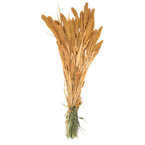 Produkt Kwiaty suszone, Setaria Pumila, szczecina prosa pomarańczowego 72cm 225g