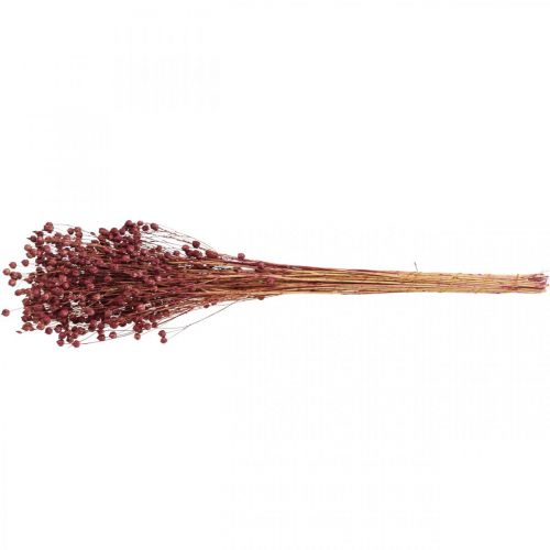 Produkt Sucha trawa suszony len stary róż wys. 50–55cm 80g