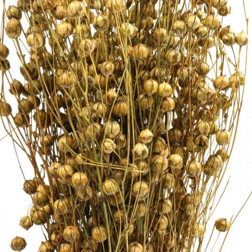 Floristik24 Suszona Trawa Suszony Len Oliwkowy W50–55cm 80g