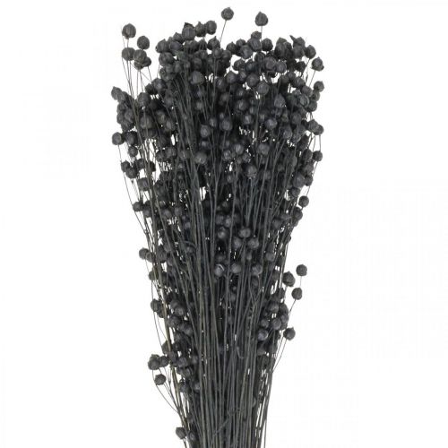 Floristik24 Suszona trawa Suszony len czarny H50–55cm 80g