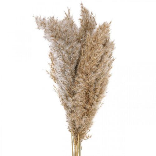 Floristik24 Trawa sucha turzyca suszona trawa dekoracyjna naturalna 70cm 10 sztuk