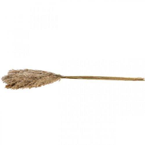 Floristik24 Trawa sucha turzyca suszona trawa dekoracyjna naturalna 70cm 10 sztuk