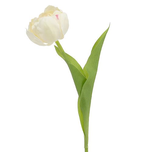Floristik24 Krem tulipanowy 37cm 6szt