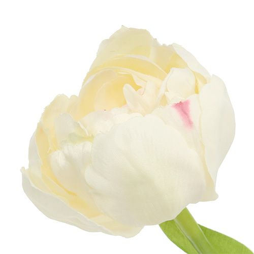 Floristik24 Krem tulipanowy 37cm 6szt