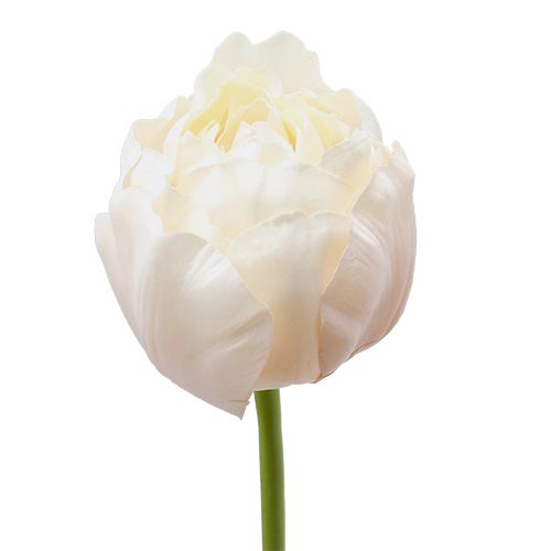 Floristik24 Tulipan biało-różowy 86cm 3szt